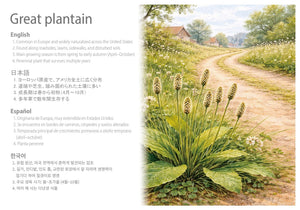 Contraportada del set de matojos de plantas llanten en escala 1:35 de Secnix Studio referencia SXP35004