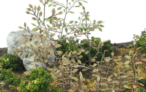 MATHO (1/35) Plants & Weeds C