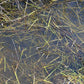 AK INTERACTIVE Still Water