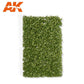 AK INTERACTIVE Platane Foliage Summer